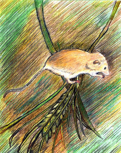 mouse
