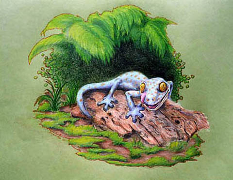 Tokay 
