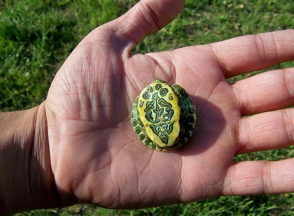 Turtle