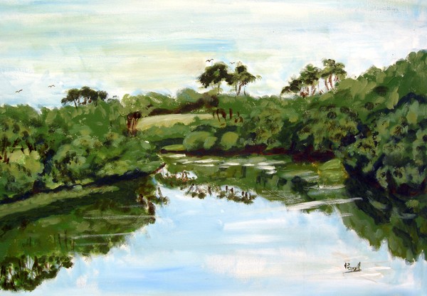 Mangroves Screw Creek