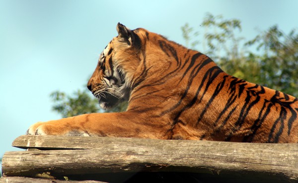 Sleepy Tiger