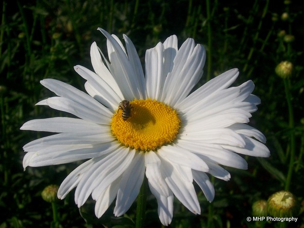 Daisy