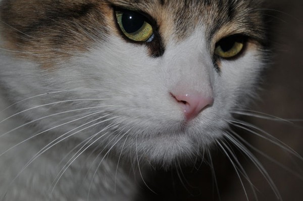 caty2