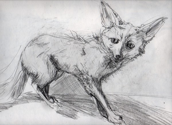 fox