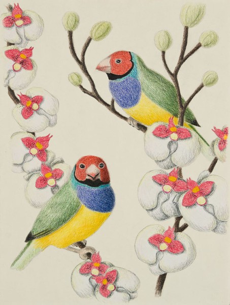 Gouldian Finch