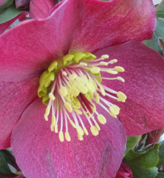 HELLEBORE