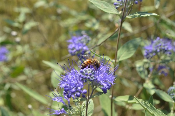 Worker Bee