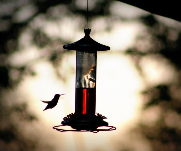 Hummer at Dusk