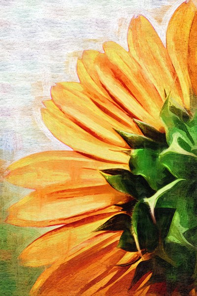 Petals Of Paint