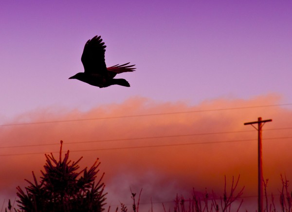 Fly By