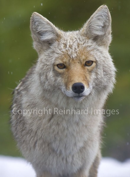 Coyote In The Snow