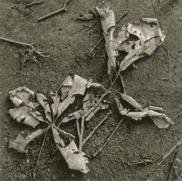 Leaves