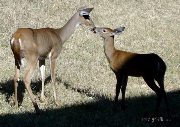 Tender Moments