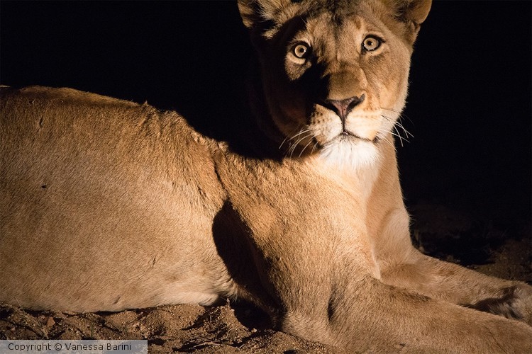 serie This is Africa/ Big cat