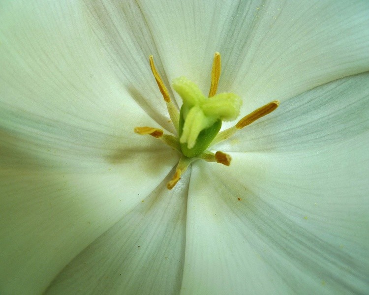 tulip inside