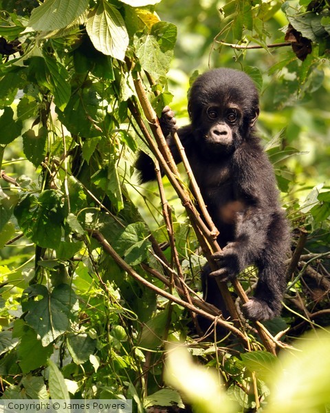 Gorilla Baby