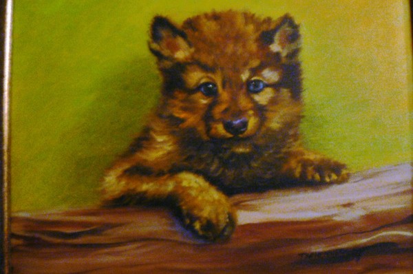 Baby Wolf