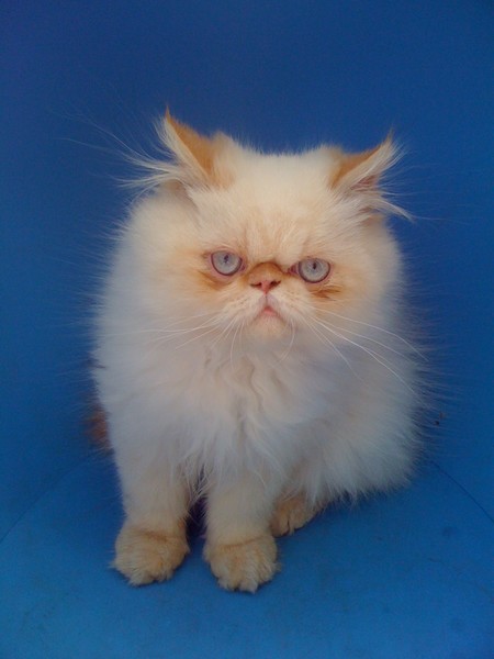 Monty