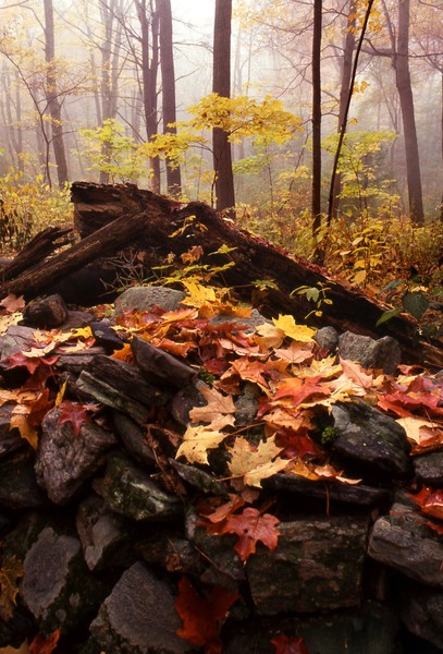 New England Autumn Forest Scene 