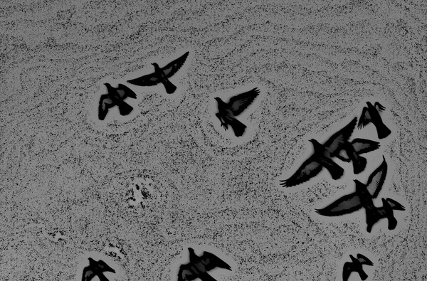 Flock