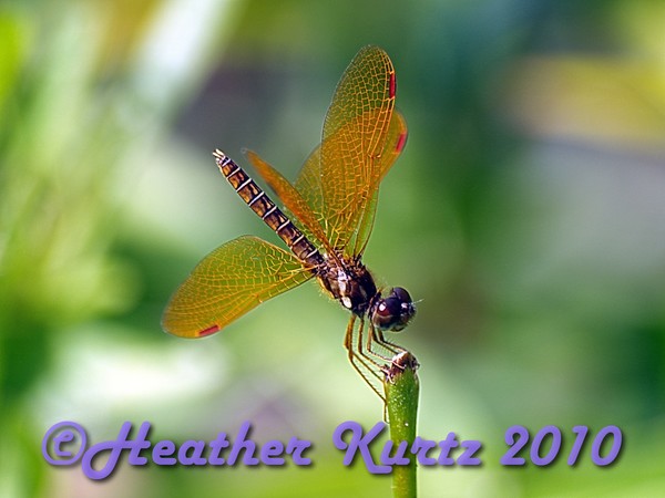 Yellow dragonfly