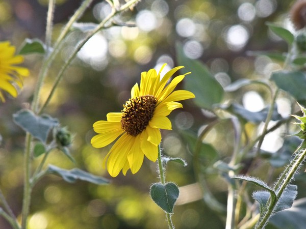 Sun Flower