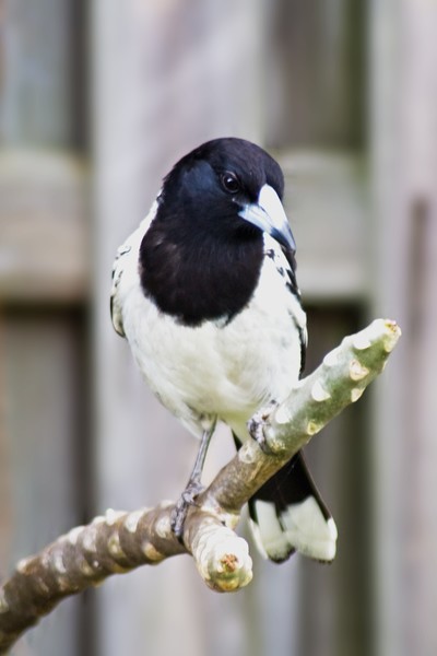 Pied Butcher Bird