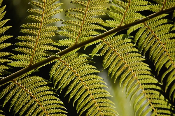 Leaf