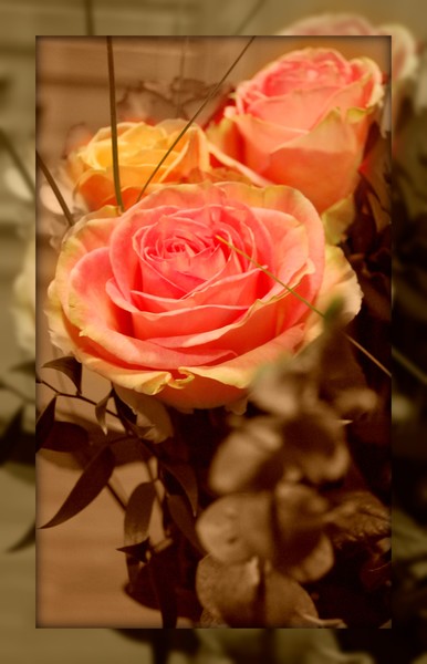 Roses