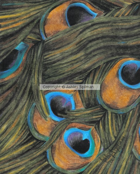 Peacock Feathers