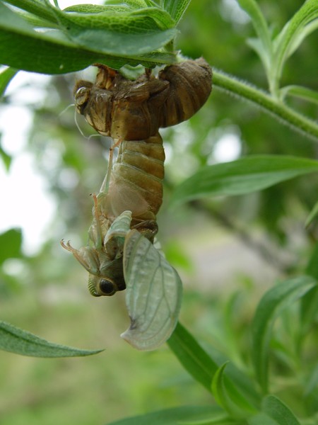 Emerging Life I