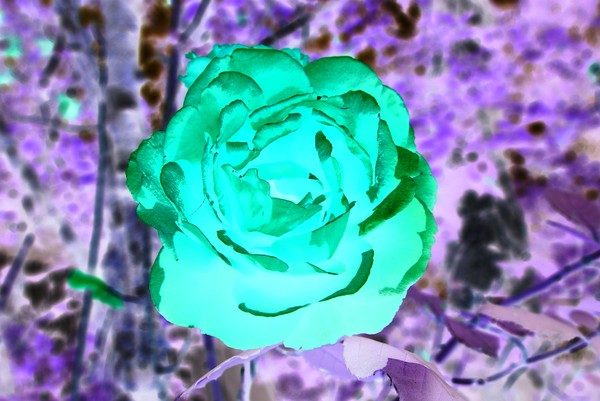 Sweet Rose O' Mine ...