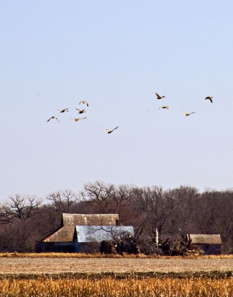 Geese over a Nebraska Farm.