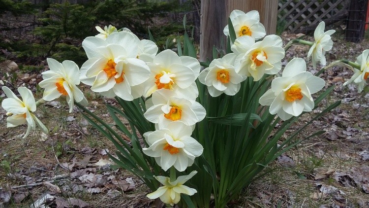 MORE  DAFFODILS