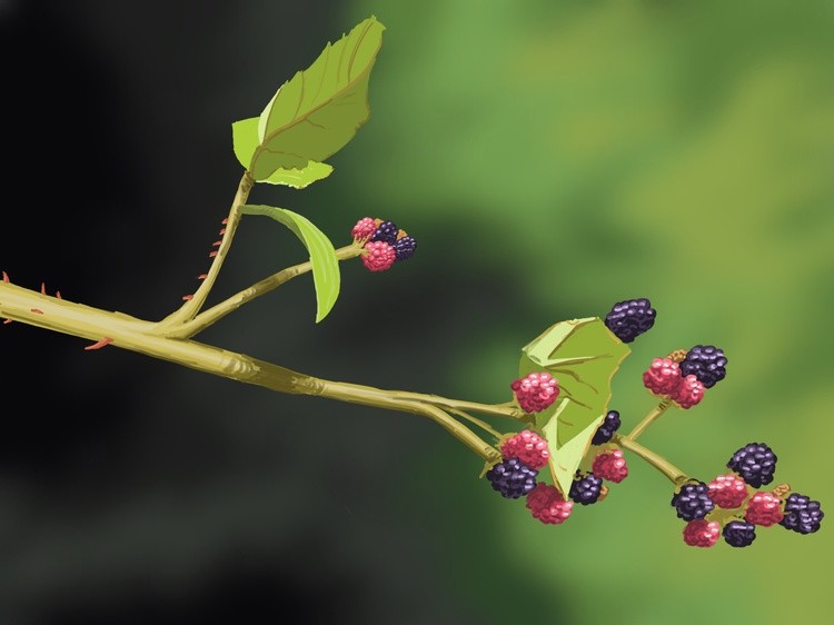 Blackberry 