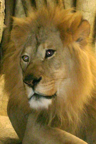 big cat
