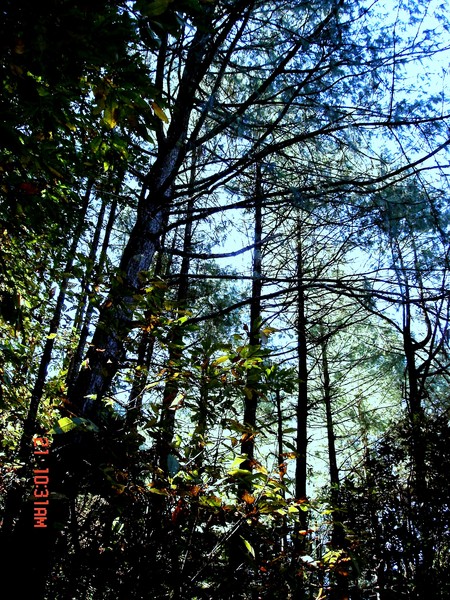 forest