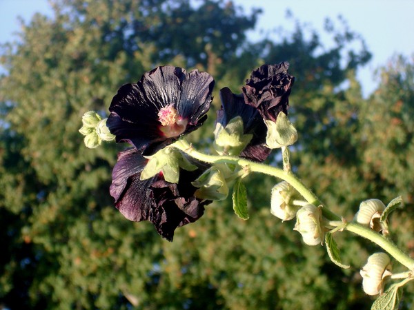 BLACK BEAUTY