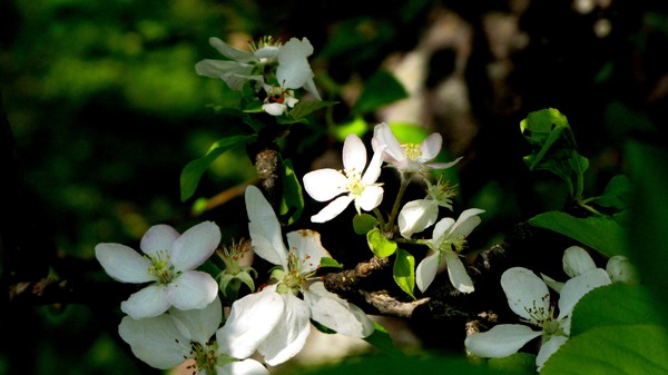 Spring lights