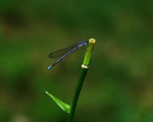 Blue Dragon 0204 8x10 Print