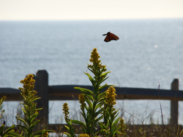 Butterfly Olympics 5074