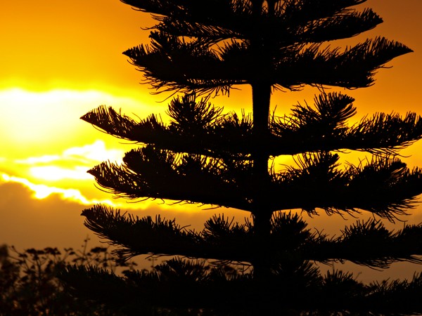 P3066871 Sunset 3612 w pine tree