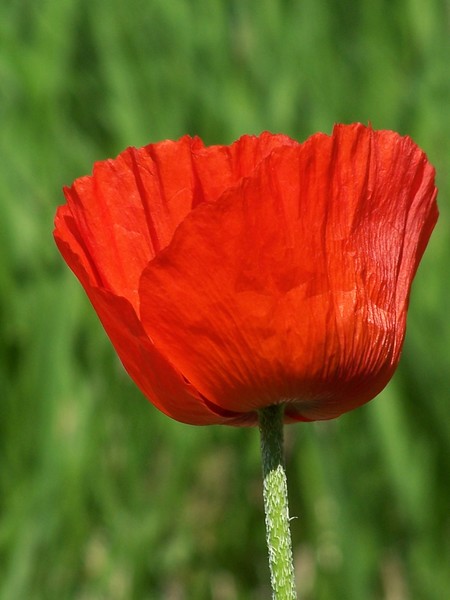 Poppy