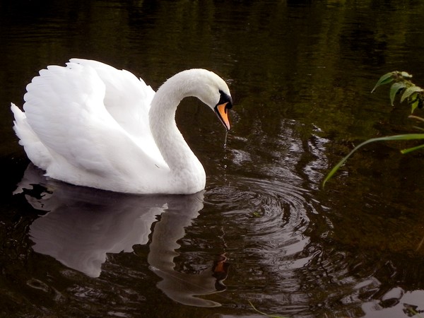 Burton Swan