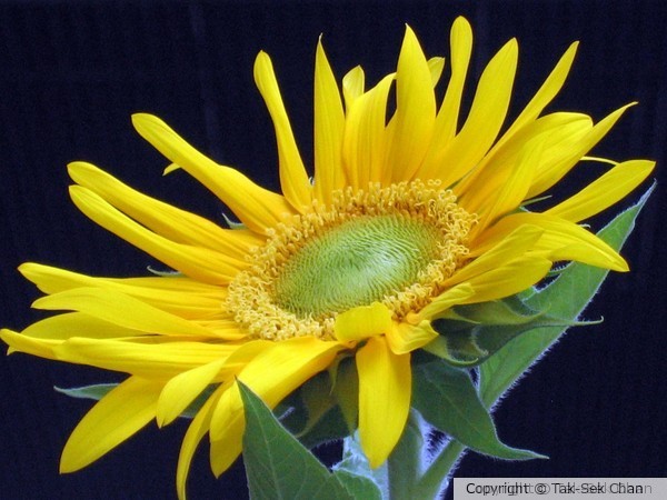 Sunflower (Helianthus annuus), Hong Kong 09-19-2011