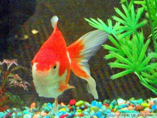 Goldfish,Toronto.