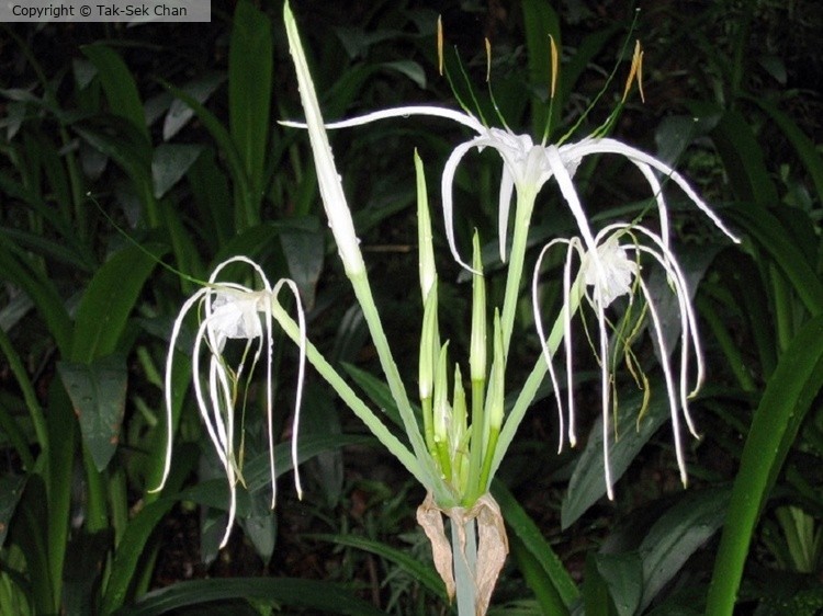 Spider Lily (Hymenocallis littoralis) 06-07-2007