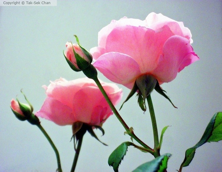 A single rose blossom beside a mirror, 06-01-2010