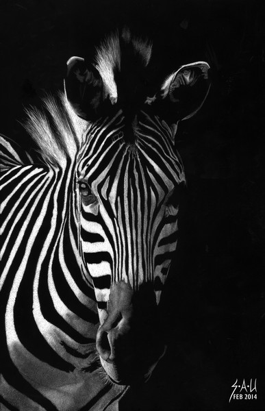 Striped Beauty