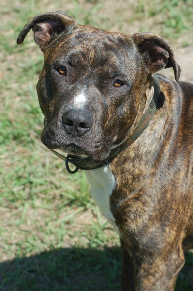 Otto